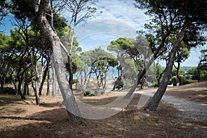 Mediterranean coast near Hyeres photo