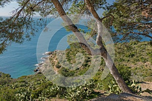 Mediterranean coast and pinetrees photo