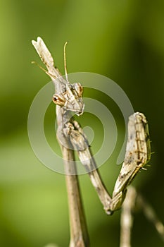 Conehead mantis, Empusa pennata