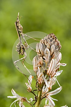 Conehead mantis, Empusa pennata photo