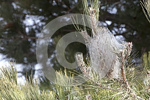 Mediterranean coniferous pine processionary infested. Cobweb tent. photo