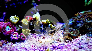Mediterranean Crystal shrimp - Palaemon elegans