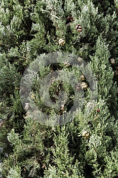 Mediterranean Cypress cones and branches