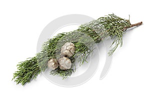 Mediterranean Cypress cones and foliage