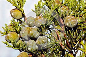 Mediterranean cypress (Cupressus sempervirens)