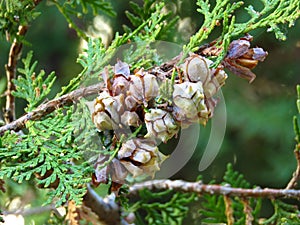 Mediterranean Cypress foliage and cones. Cupressus tree branch and cones closeup view. Cupressus sempervirens.