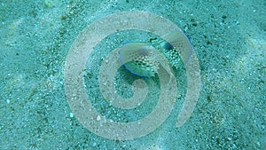 Mediterranean Dactylopterus Volitans Swimming On The Sandy Bottom Sea