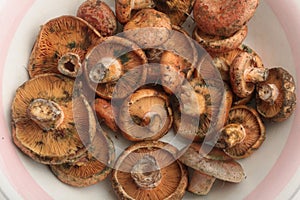 mediterranean edible mushrooms