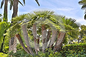 Mediterranean Fan Palm, fan-shaped leaves and thick trunks photo