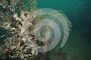 Fan worm at dusty sea weed photo