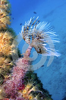 Mediterranean Fanworm, Cabo Cope Puntas del Calnegre Natural Park, Spain photo