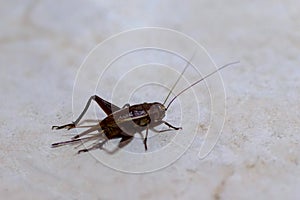 Mediterranean field cricket Gryllus bimaculatus