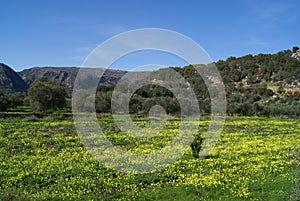 Mediterranean fields in Spring season