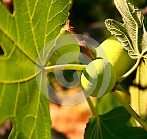 Mediterranean Fig