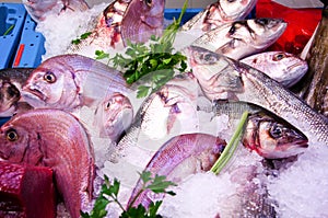 Mediterranean Fish Market