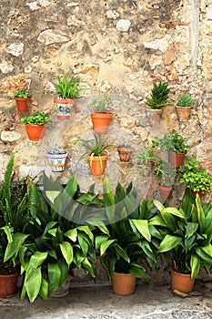 Mediterranean flowerpots on a rustic wall