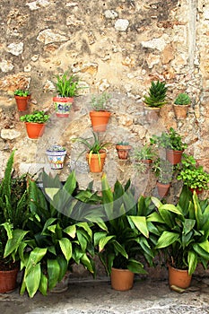 Mediterranean flowerpots on a rustic wall photo