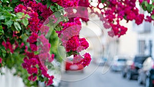 Mediterranean flowers are varied and beautiful throughout all the summer