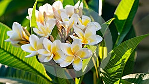 Mediterranean flowers are varied and beautiful throughout the summer.