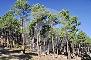 Mediterranean forest at Albarracin range, Spain photo