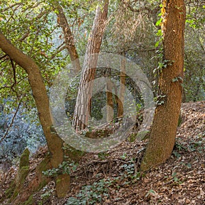 Mediterranean forest of oaks and pines