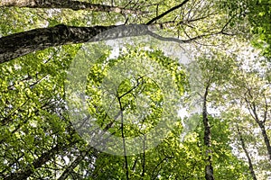 Mediterranean forest in summer. Luxuriant beech wood of the Italian Apennines. Monte Taburno, Benevento, Italy