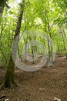 Mediterranean forest in summer. Luxuriant beech wood of the Italian Apennines. Monte Taburno, Benevento, Italy