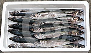 Mediterranean fresh horse mackerel