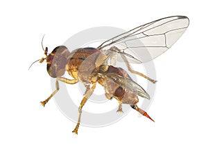 Mediterranean fruit fly