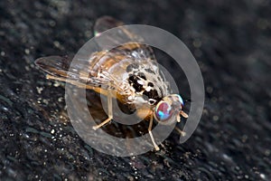 Mediterranean fruit fly, Ceratitis capitata, posed on a black wall