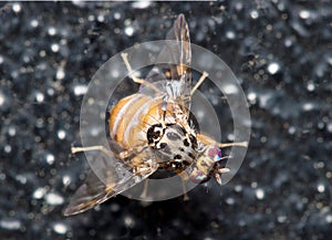 Mediterranean fruit fly, Ceratitis capitata, posed on a black wall