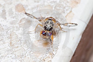 Mediterranean fruit fly, Ceratitis capitata, posed on the floor
