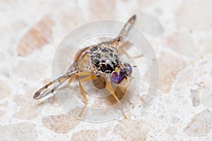 Mediterranean fruit fly, Ceratitis capitata, posed on the floor