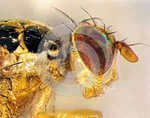 Mediterranean fruit fly or medfly (Ceratitis capitata)
