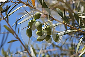 Mediterranean fruit. Olives on the tree. The fruitful olive tree.