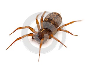 Mediterranean funnel weavers spider isolated on white background, Lycosoides coarctata