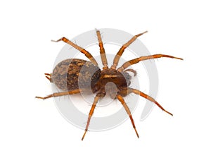 Mediterranean funnel weavers spider isolated on white background, Lycosoides coarctata