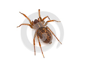 Mediterranean funnel weavers spider isolated on white background, Lycosoides coarctata
