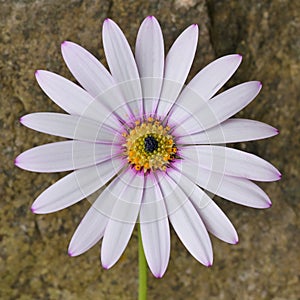 Mediterranean Garden With African Daisy Flower Dimorphotheca Pluvialis