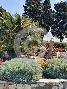 Mediterranean garden with lavender and palm trees