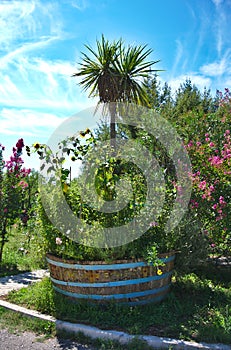 Mediterranean Garden in Summer