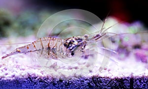 Mediterranean Glass shrimp - Palaemon elegans