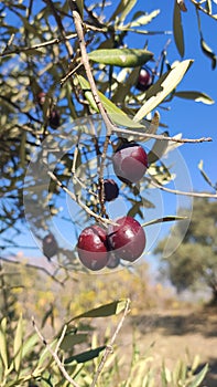 Mediterranean Gold; Olives On Itâ€™s Tree Branch