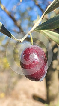 Mediterranean Gold; Olives On Itâ€™s Tree Branch