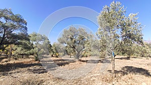 Mediterranean Gold; Olives On Itâ€™s Tree Branch