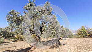 Mediterranean Gold; Olives On Itâ€™s Tree Branch