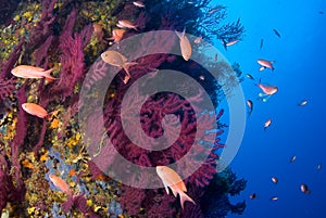 Mediterranean gorgonians and Anthias anthias fish. Medes Islands. Costa Brava