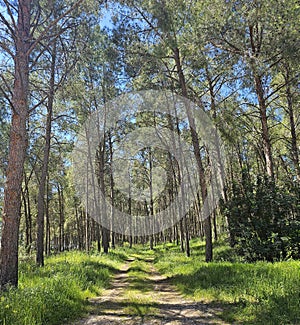 Mediterranean green forest