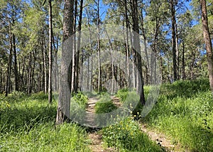 Mediterranean green forest