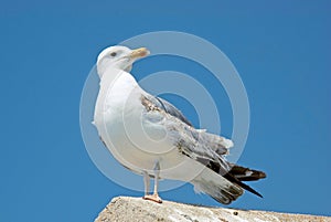 Mediterranean gull